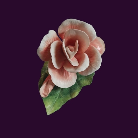 Begonia Ronal V.Ruykevelt Franklin mint begonia - Picture 1 of 4